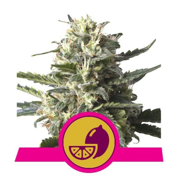Lemon Shining Silver Haze - Royal Queen Seed  - 1 Lemon Shining Silver Haze - Royal Queen Seed  - 1