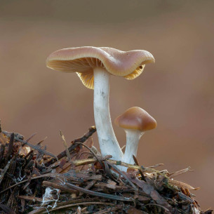 Psilocybe Cyanescens Spawn Growkit  - 1