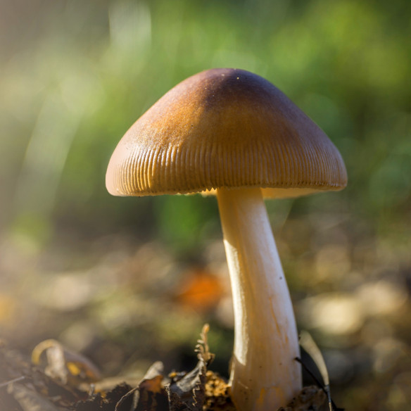 Psilocybe Azurescens - Spawn - Growkit (500 ml)  - 1 Psilocybe Azurescens - Spawn - Growkit (500 ml)  - 1