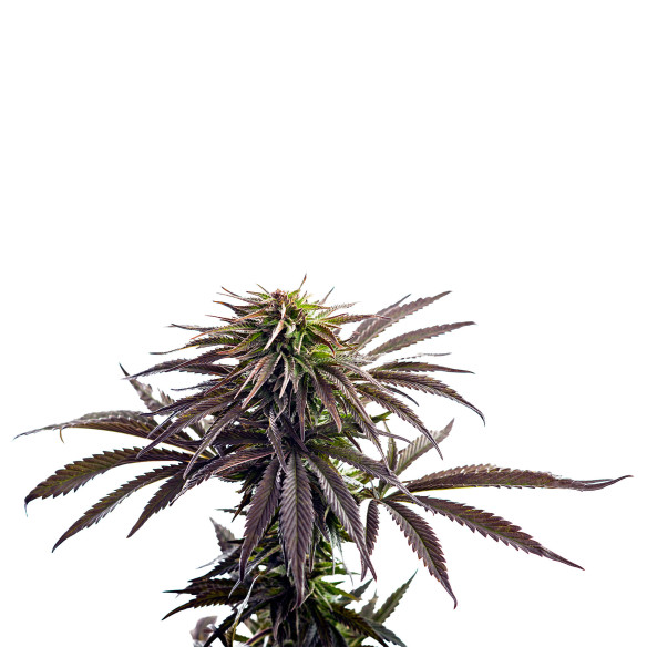Just Seeds - Purple Kush [AUTO] JustSeeds - 2