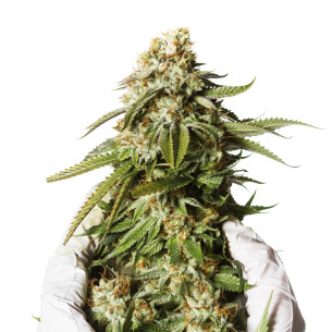 Just Seeds - Bubblegum XXL [AUTO] JustSeeds - 1