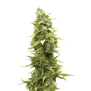 Just Seeds - Jack Herer [AUTO] JustSeeds - 1