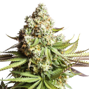 Just Seeds - Gorilla Glue [AUTO] JustSeeds - 1