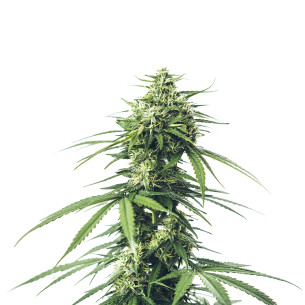 Just Seeds - Saparot Skunk [FEM] JustSeeds - 1