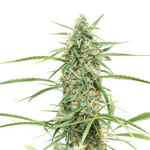 Just Seeds - Northern Light [FEM] JustSeeds - 1