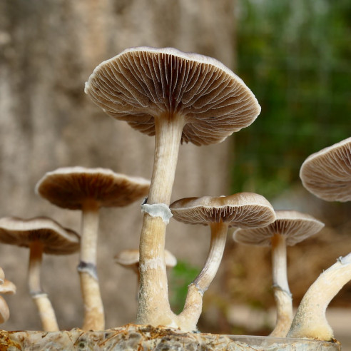 Growkit Psilocybe Natalensis