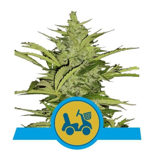 Fast Eddy Automatic CBD - Royal Queen Seeds  - 1