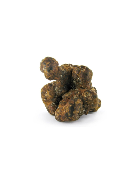 Magic Truffles - Psilocybe UTOPIA - Mycotek