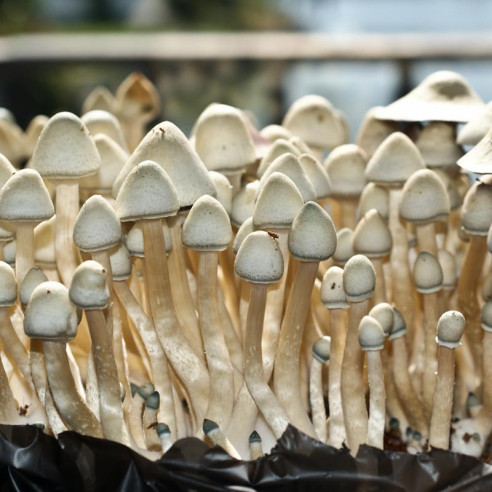 Psilocybe Cubensis - ALBINO A+ - Mycotek Inject & Forget Growkit Mycotek Inject & Forget - 2