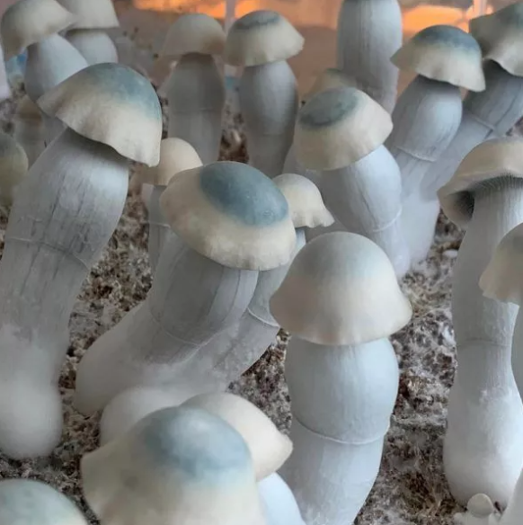 Psilocybe Cubensis - YETI - Mycotek Inject & Forget Growkit Mycotek Inject & Forget - 2 Psilocybe Cubensis - YETI - Mycotek Inject & Forget Growkit Mycotek Inject & Forget - 2