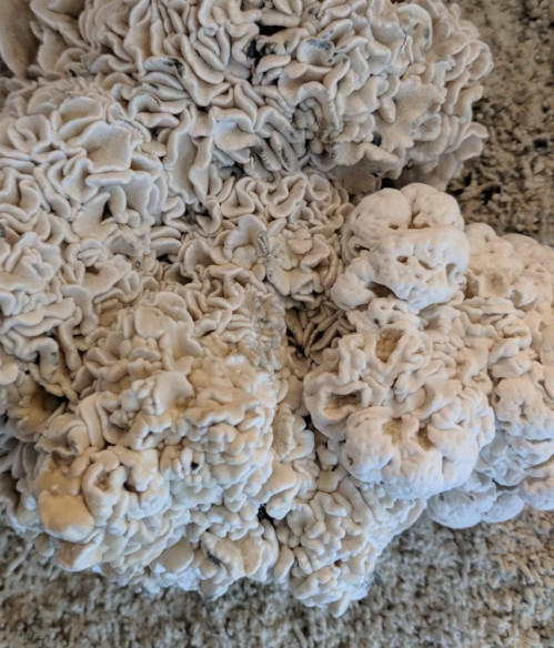 Psilocybe Cubensis - ENIGMA - CALIFORNIA TIDAL WAVE - Mycotek Inject & Forget Growkit Mycotek Inject & Forget - 2