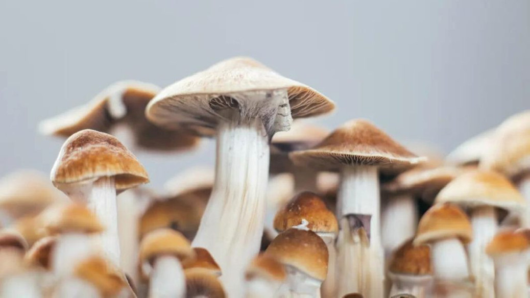 Psilocybe Cubensis - JEDI MIND FUCK - Mycotek Inject & Forget Growkit Mycotek Inject & Forget - 2 Psilocybe Cubensis - JEDI MIND FUCK - Mycotek Inject & Forget Growkit Mycotek Inject & Forget - 2