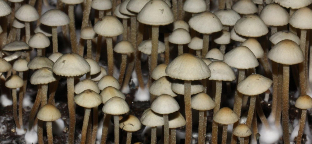 Copelandia Cyanescens HAWAIIAN - Mycotek Inject & Forget Growkit Mycotek Inject & Forget - 2