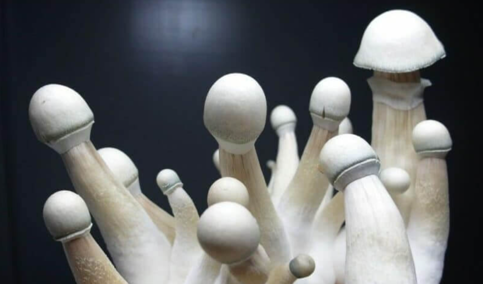Psilocybe Cubensis - MOBY DICK - Mycotek Inject & Forget Growkit Mycotek Inject & Forget - 2 Psilocybe Cubensis - MOBY DICK - Mycotek Inject & Forget Growkit Mycotek Inject & Forget - 2