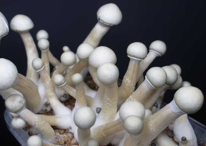 Psilocybe Cubensis - MOBY BIG - Mycotek Inject & Forget Growkit Mycotek Inject & Forget - 2