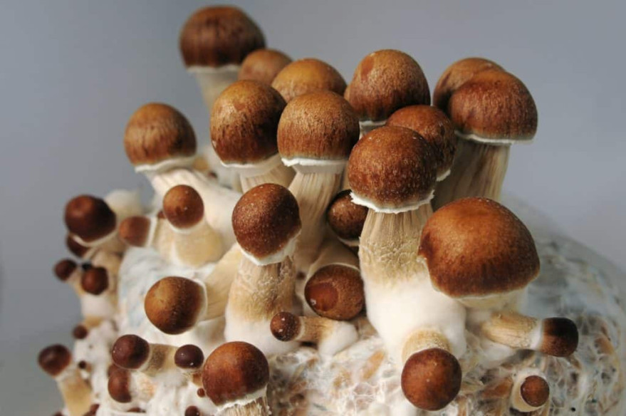 Psilocybe Cubensis - PENIS ENVY - Mycotek Inject & Forget Growkit Mycotek Inject & Forget - 2 Psilocybe Cubensis - PENIS ENVY - Mycotek Inject & Forget Growkit Mycotek Inject & Forget - 2