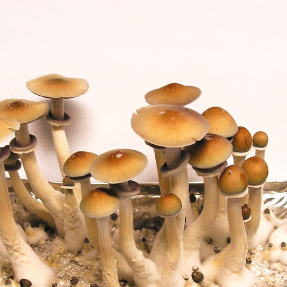 Psilocybe Cubensis- HAWAII - Mycotek Inject & Forget Growkit Mycotek Inject & Forget - 2 Psilocybe Cubensis- HAWAII - Mycotek Inject & Forget Growkit Mycotek Inject & Forget - 2