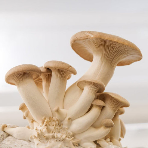 Pleurotus eryngii - KING OYSTER - Mycotek Inject & Forget Growkit Mycotek Inject & Forget - 2