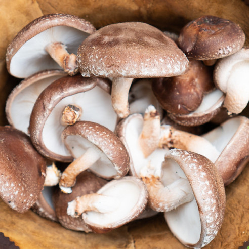 Lentinula edodes - SHIITAKE - Mycotek Inject & Forget Growkit Mycotek Inject & Forget - 2