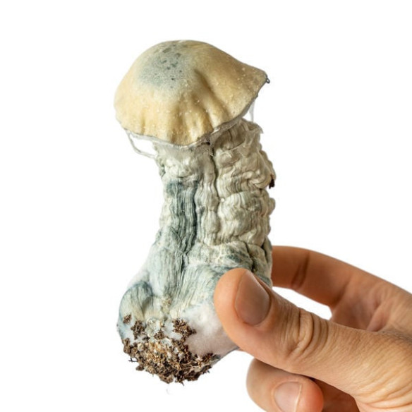 Psilocybe Cubensis - MELMAC MONSTER - Mycotek Inject & Forget Growkit Mycotek Inject & Forget - 2 Psilocybe Cubensis - MELMAC MONSTER - Mycotek Inject & Forget Growkit Mycotek Inject & Forget - 2