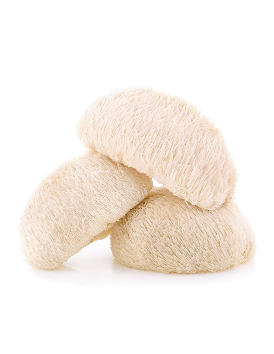 Kaufen Hericium erinaceus - LION'S MANE - Mycotek