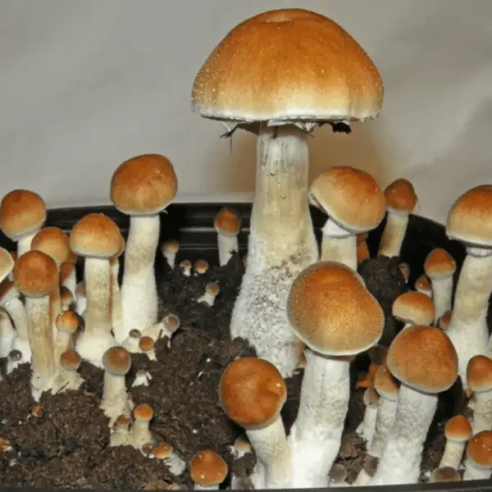 Psilocybe Cubensis - GOLDEN MAMMOTH - Mycotek Inject & Forget Growkit Mycotek Inject & Forget - 2