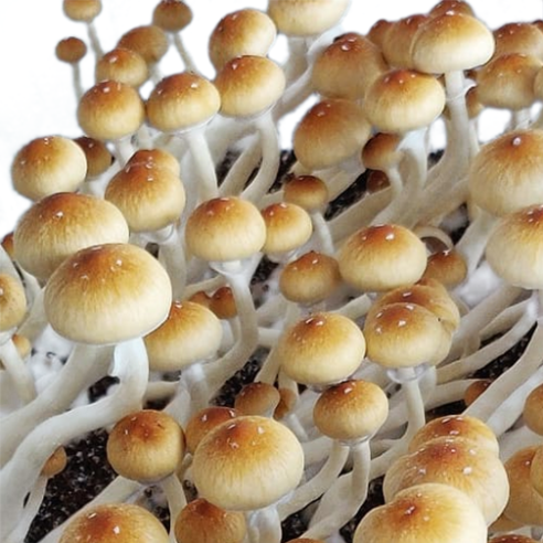Psilocybe Cubensis - B+ - Mycotek Inject & Forget Growkit Mycotek Inject & Forget - 2