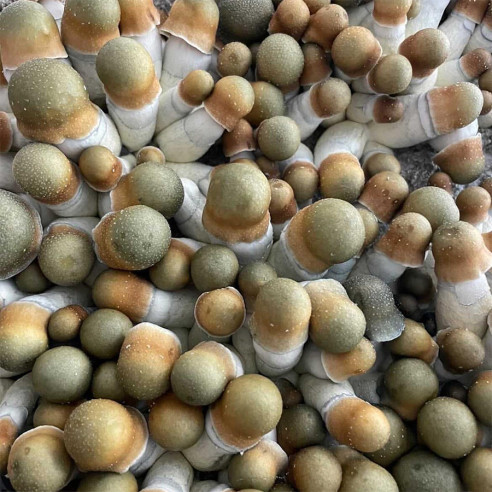 Buy Psilocybe Cubensis - UNCUT PENIS ENVY