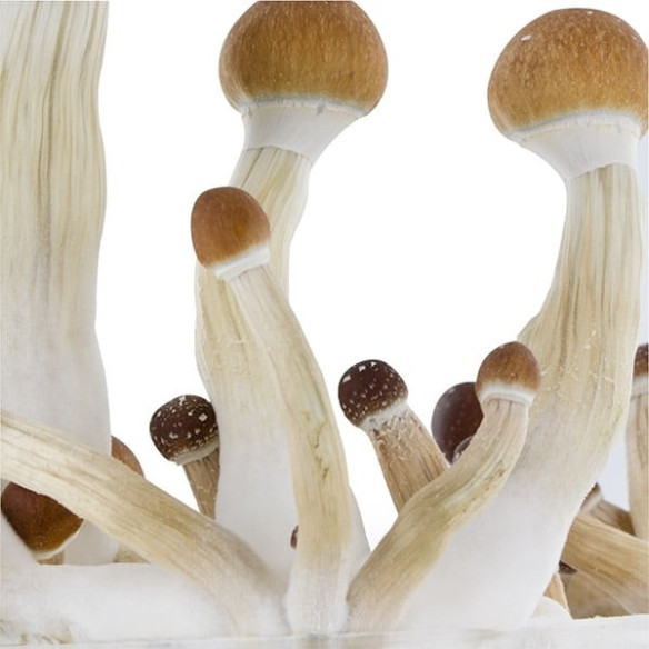 Psilocybe Cubensis - GOLDMEMBER - Mycotek Inject & Forget Growkit Mycotek Inject & Forget - 2 Psilocybe Cubensis - GOLDMEMBER - Mycotek Inject & Forget Growkit Mycotek Inject & Forget - 2