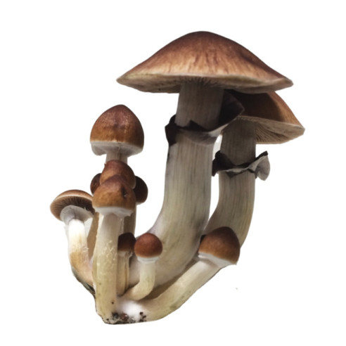 Psilocybe Cubensis - TRINITY - Mycotek Inject & Forget Growkit Mycotek Inject & Forget - 2