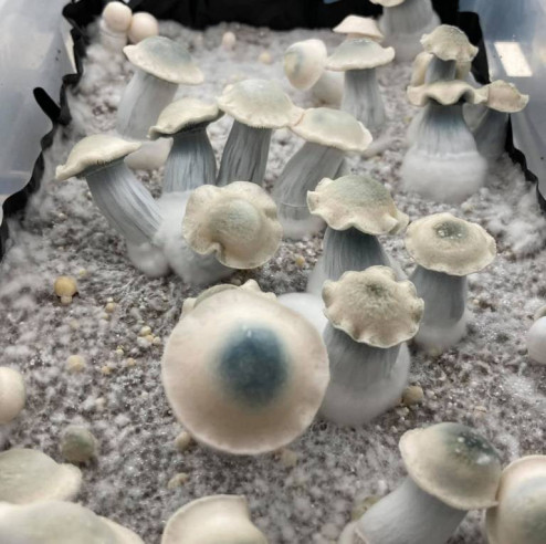 Psilocybe Cubensis - GHOST - Mycotek Inject & Forget Growkit Mycotek Inject & Forget - 2