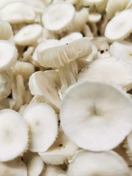 Psilocybe Cubensis - AVERY ALBINOS - Mycotek Inject & Forget Growkit Mycotek Inject & Forget - 2 Psilocybe Cubensis - AVERY ALBINOS - Mycotek Inject & Forget Growkit Mycotek Inject & Forget - 2