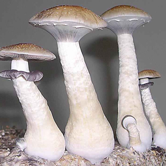 Psilocybe Cubensis - TRANSKEY - Mycotek Inject & Forget Growkit Mycotek Inject & Forget - 2