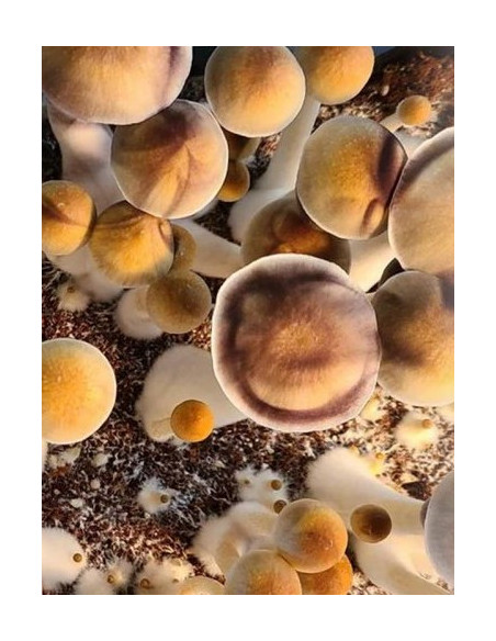 Psilocybe Cubensis - AZTEC GOD - Mycotek Inject & Forget Growkit Mycotek Inject & Forget - 2 Psilocybe Cubensis - AZTEC GOD - Mycotek Inject & Forget Growkit Mycotek Inject & Forget - 2