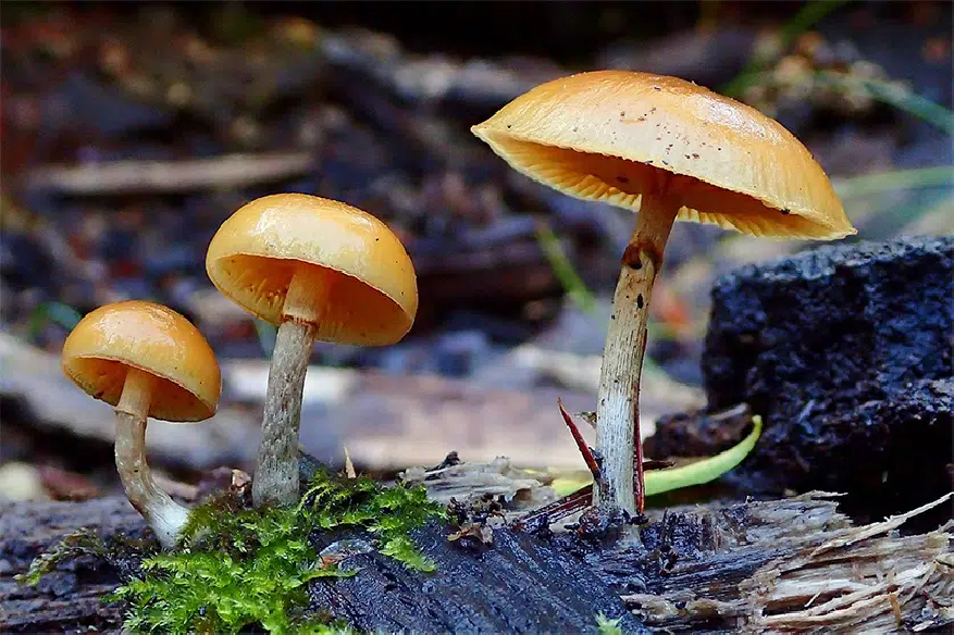 Psilocybe - ALLENII - Mycotek Inject & Forget Growkit Mycotek Inject & Forget - 2 Psilocybe - ALLENII - Mycotek Inject & Forget Growkit Mycotek Inject & Forget - 2