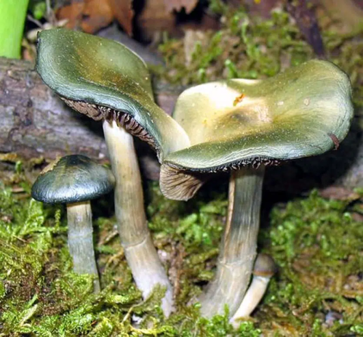 Psilocybe - OVOIDEOCYSTIDIATA - Mycotek Inject & Forget Growkit Mycotek Inject & Forget - 2