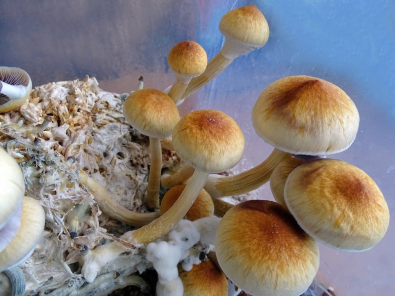 Psilocybe - Natalensis X Psilocybe Cubensis - GOLDMEMBER - Mycotek Inject & Forget Growkit Mycotek Inject & Forget - 2 Psilocybe - Natalensis X Psilocybe Cubensis - GOLDMEMBER - Mycotek Inject & Forget Growkit Mycotek Inject & Forget - 2