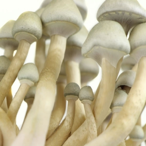 Psilocybe cubensis - ALBINOS A+ BIG - Mycotek Inject & Forget Growkit Mycotek Inject & Forget - 2