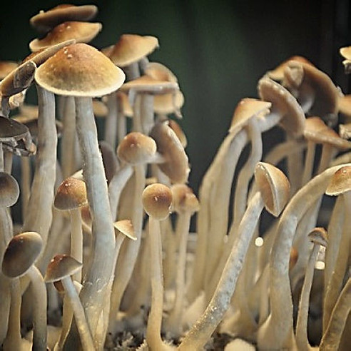 Psilocybe - TEONANACATL - Mycotek Inject & Forget Growkit  - 2
