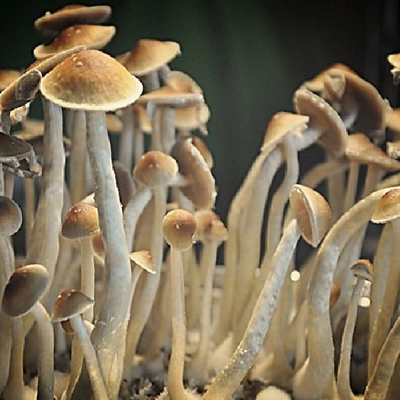 Psilocybe - TEONANACATL - Mycotek Inject & Forget Growkit  - 2 Psilocybe - TEONANACATL - Mycotek Inject & Forget Growkit  - 2