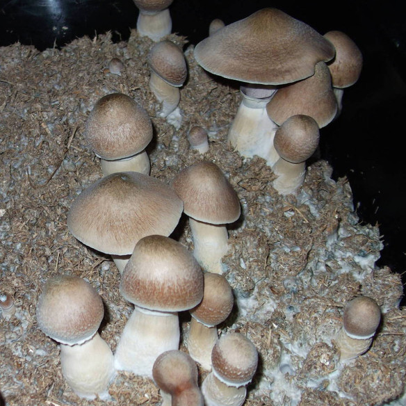 Psilocybe Cubensis - MALABAR- Mycotek Inject & Forget Growkit Mycotek Inject & Forget - 2 Psilocybe Cubensis - MALABAR- Mycotek Inject & Forget Growkit Mycotek Inject & Forget - 2