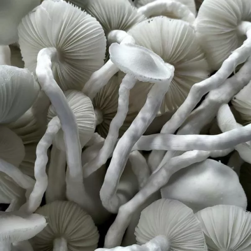 Psilocybe Cubensis - WOMBAT TAT - Mycotek Inject & Forget Growkit Mycotek Inject & Forget - 2