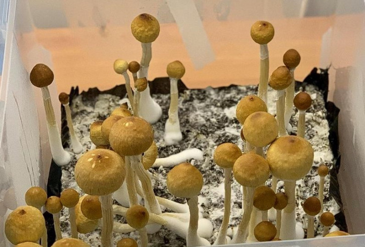 Buy Psilocybe Cubensis - PURPLE MISTIC - Mycotek