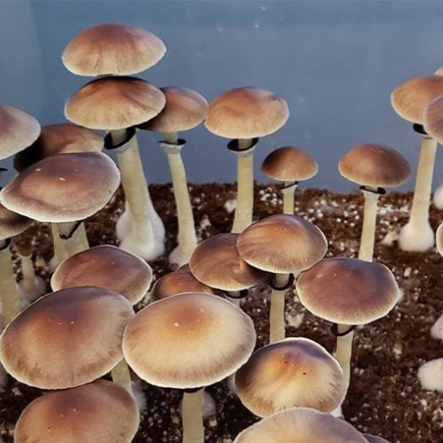 Psilocybe Cubensis - COLOMBIAN - Mycotek Inject & Forget Growkit Mycotek Inject & Forget - 2