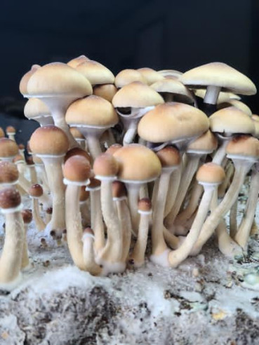 Psilocybe Cubensis - PUERTO RICO - Mycotek Inject & Forget Growkit Mycotek Inject & Forget - 2