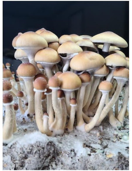 Psilocybe Cubensis - PUERTO RICO - Mycotek Inject & Forget Growkit Mycotek Inject & Forget - 2 Psilocybe Cubensis - PUERTO RICO - Mycotek Inject & Forget Growkit Mycotek Inject & Forget - 2