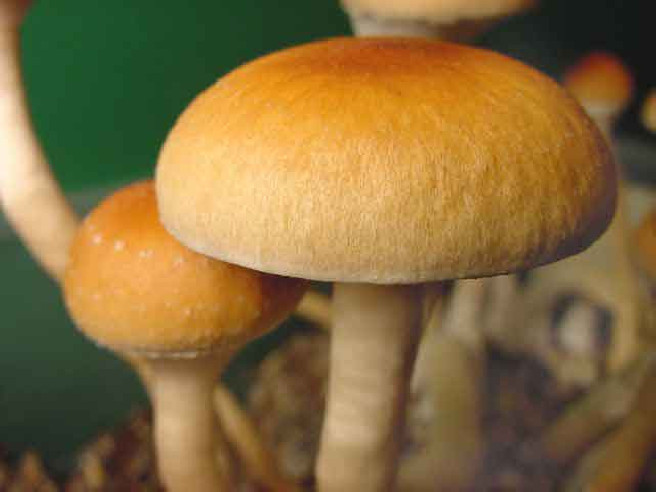 Psilocybe Cubensis - MEXICANA - Mycotek Inject & Forget Growkit Mycotek Inject & Forget - 2