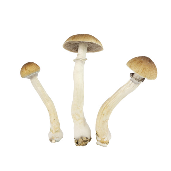 Psilocybe Cubensis - THAI - Mycotek Inject & Forget Growkit Mycotek Inject & Forget - 2 Psilocybe Cubensis - THAI - Mycotek Inject & Forget Growkit Mycotek Inject & Forget - 2