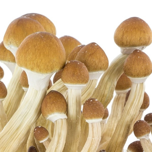 Psilocybe Cubensis - ECUADOR - Mycotek Inject & Forget Growkit Mycotek Inject & Forget - 2