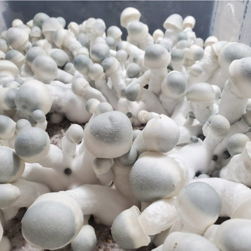 Psilocybe Cubensis - PEARLY GATE - Mycotek Inject & Forget Growkit Mycotek Inject & Forget - 2